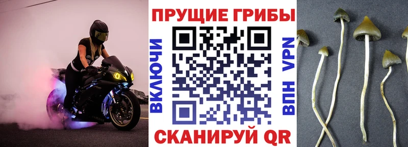 Галлюциногенные грибы Cubensis  Купить где  Валдай 